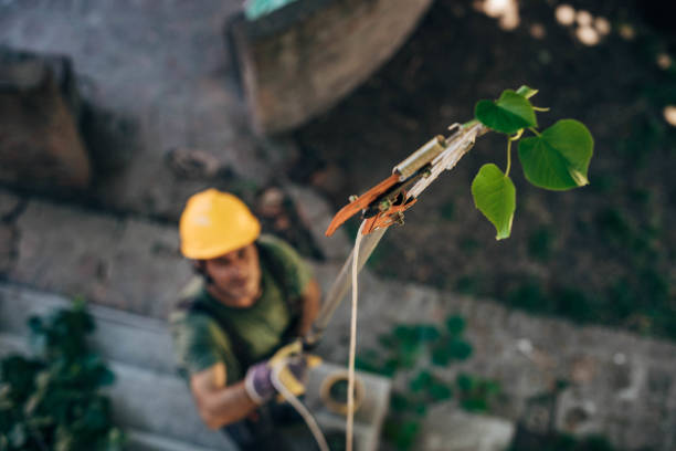 How Our Tree Care Process Works  in Sunbury, OH